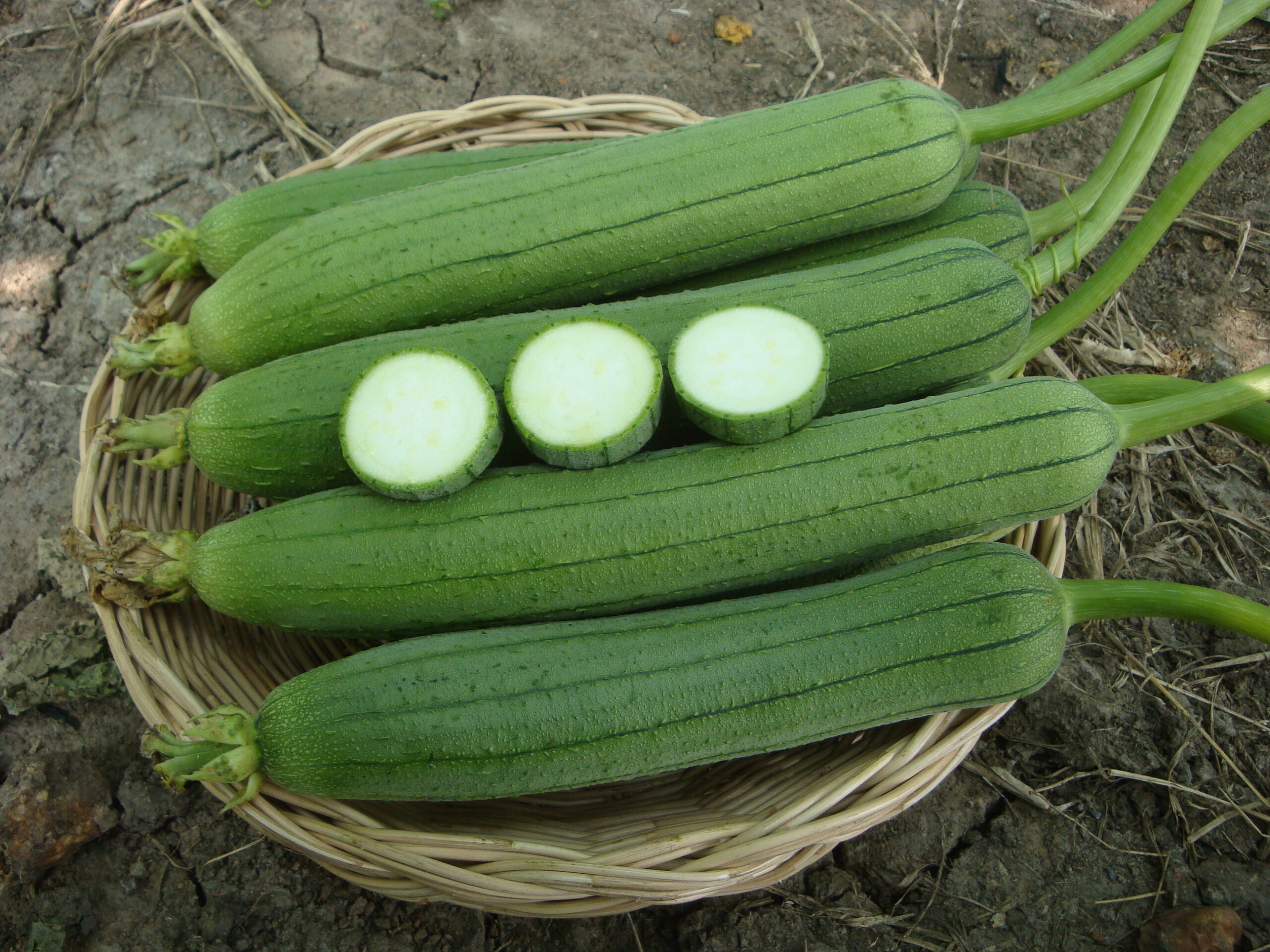 บวบหอมลูกผสม พันธุ์หอมมณี - Thai seed & Agriculture